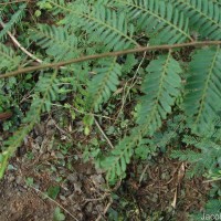 Phyllanthus racemosus L.f.